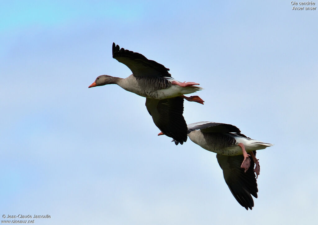 Greylag Goose, Flight