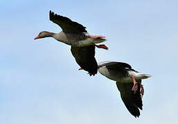 Greylag Goose