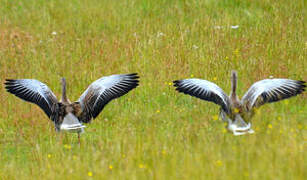 Greylag Goose