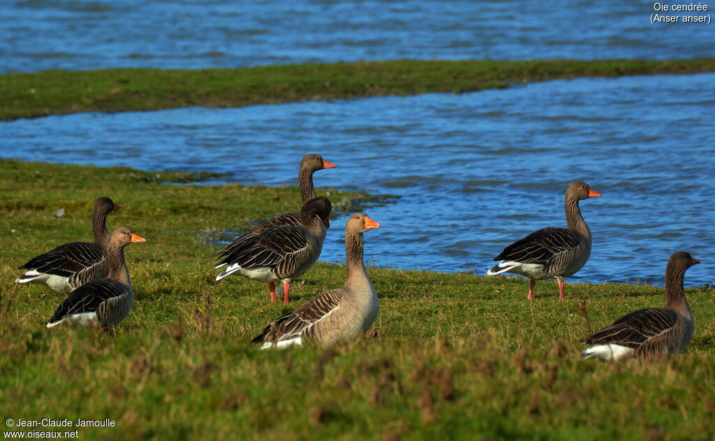 Greylag Goose