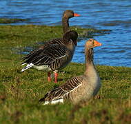 Greylag Goose