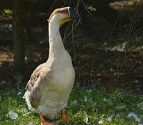 Swan Goose