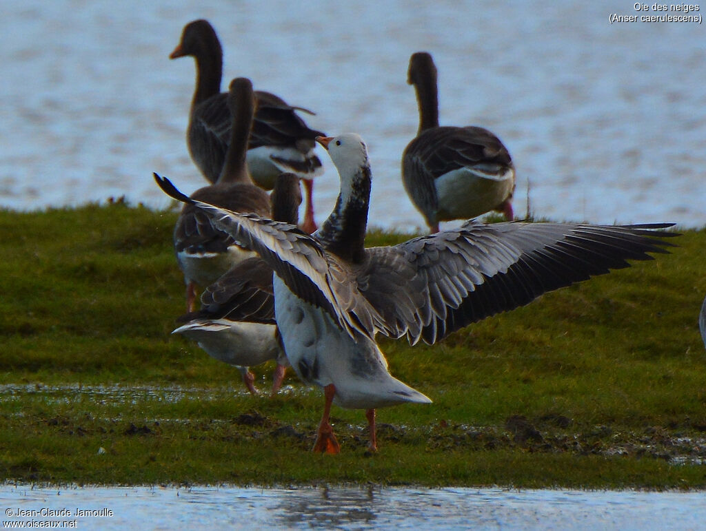 Snow Goose