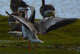 Snow Goose