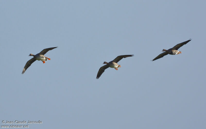 Greater White-fronted Goose, Flight