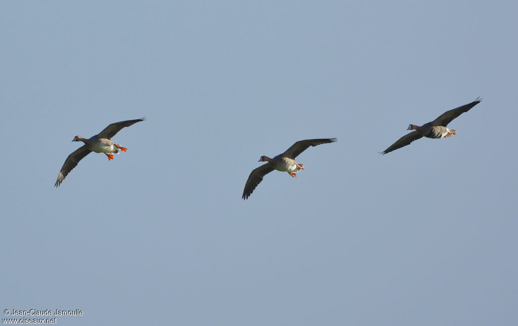 Greater White-fronted Goose, Flight