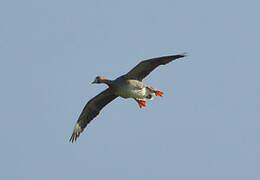 Greater White-fronted Goose