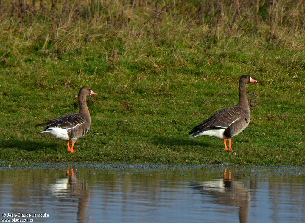 Greater White-fronted Goose