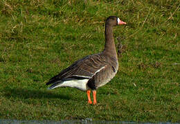 Greater White-fronted Goose