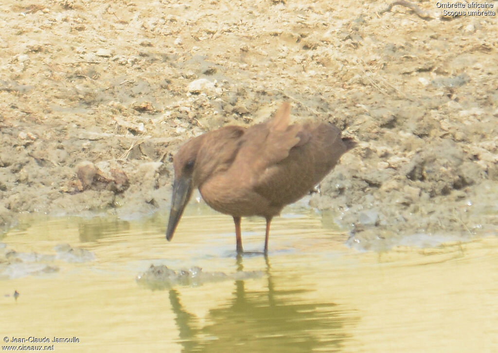 Hamerkop, feeding habits