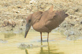 Hamerkop