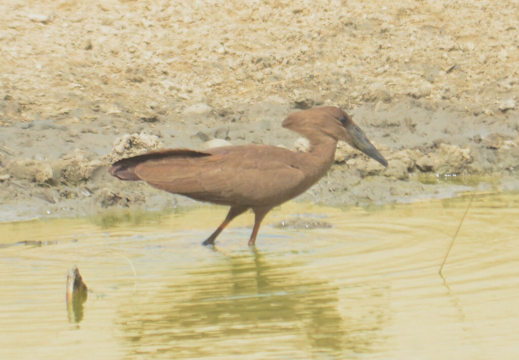 Hamerkop, Behaviour