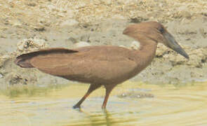 Hamerkop