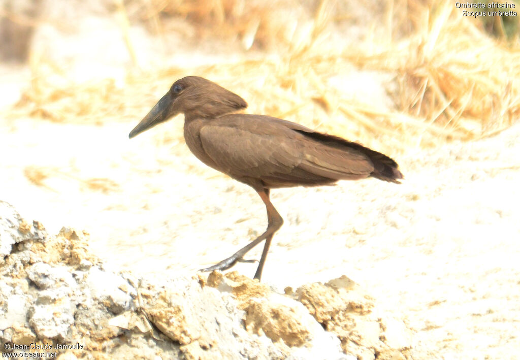 Hamerkop, Behaviour