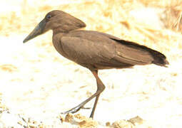 Hamerkop