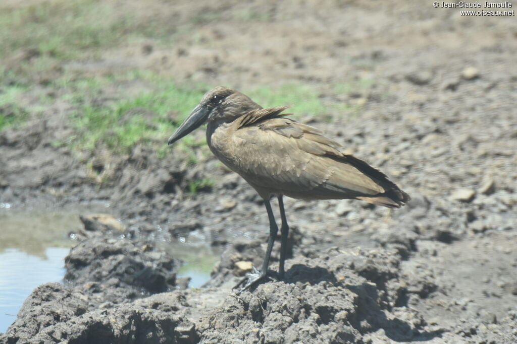 Hamerkop