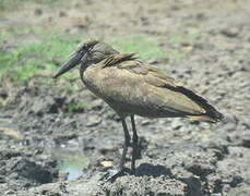 Hamerkop