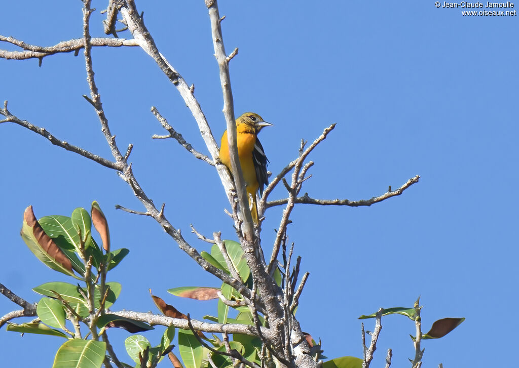 Oriole du Nord femelle