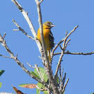 Oriole du Nord