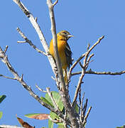 Baltimore Oriole