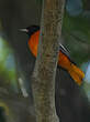 Oriole du Nord