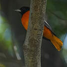 Oriole du Nord