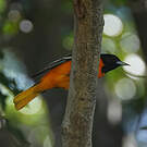 Oriole du Nord