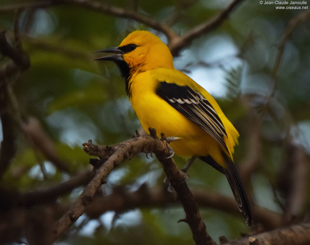 Yellow Oriole