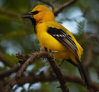 Oriole jaune