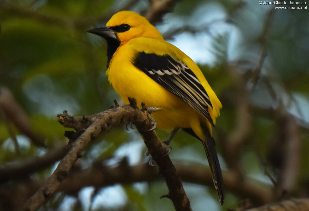 Oriole jaune