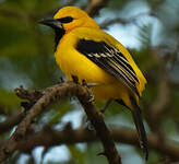 Oriole jaune