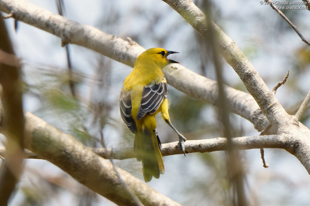 Oriole jauneimmature