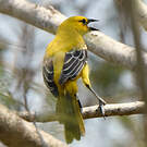 Oriole jaune