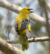 Yellow Oriole