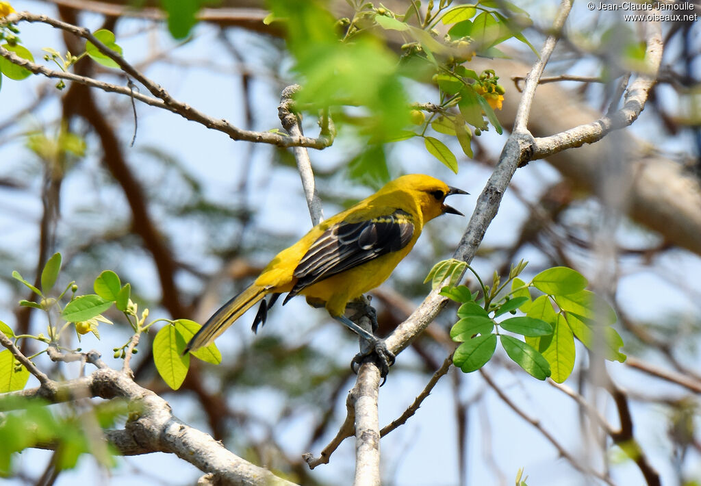 Oriole jauneimmature