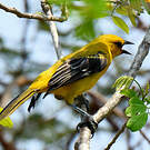 Oriole jaune