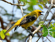 Oriole jaune