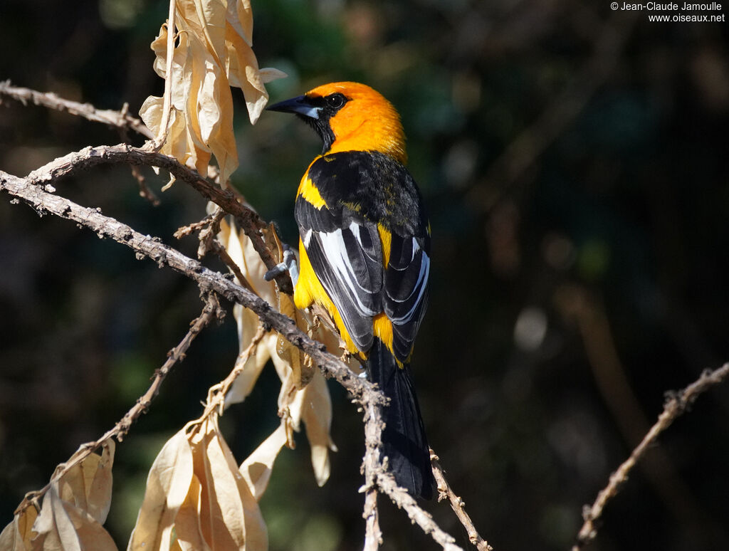 Oriole maculé