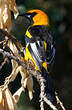 Oriole maculé