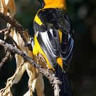 Oriole maculé