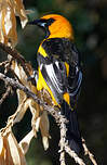 Oriole maculé