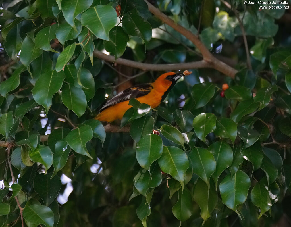 Oriole maculé