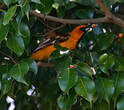 Oriole maculé