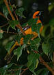 Oriole maculé