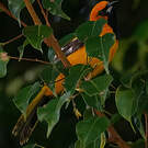 Oriole maculé