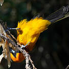 Oriole maculé
