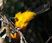 Oriole maculé