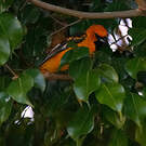 Oriole maculé