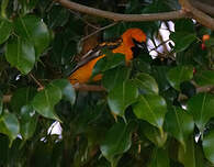 Oriole maculé