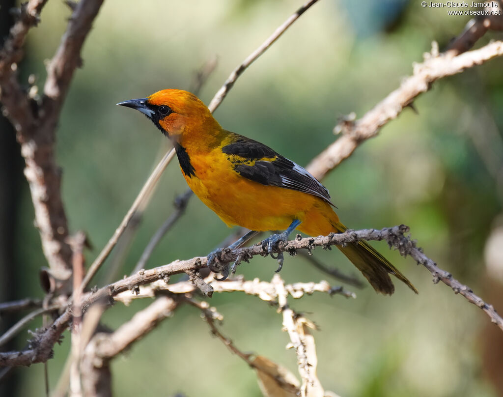 Oriole maculé